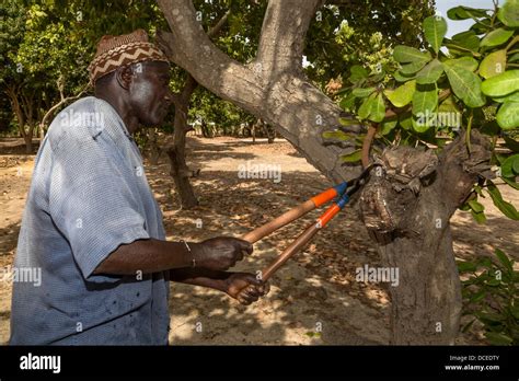 Cashew pruning .